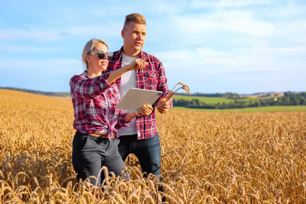 Como funciona o sistema de agrofloresta